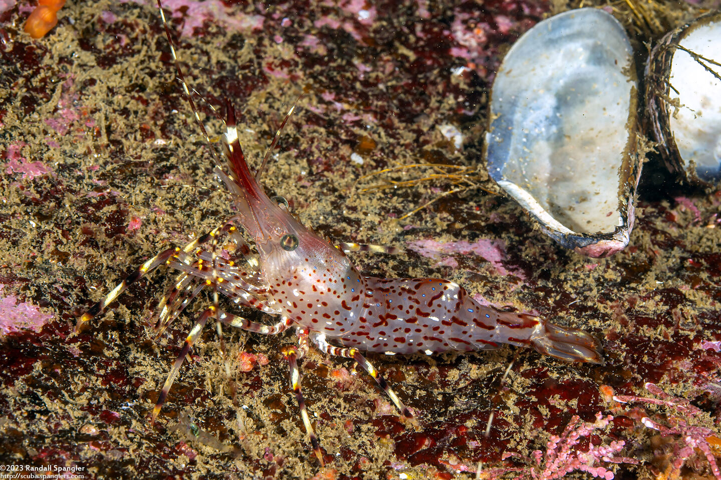 Pandalus danae (Dock Shrimp)