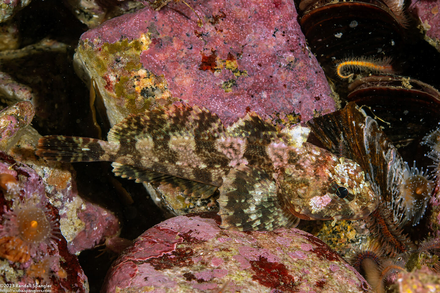 Hemilepidotus spinosus (Brown Irish Lord)