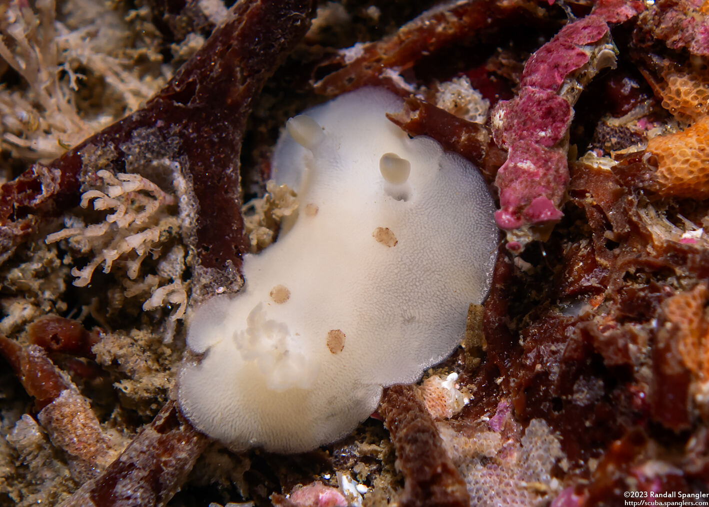 Diaulula sandiegensis (San Diego Dorid); Very small one