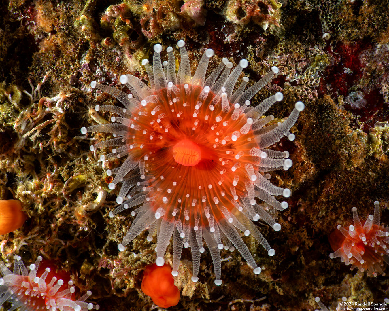 Corynactis californica (Club-Tipped Anemone)