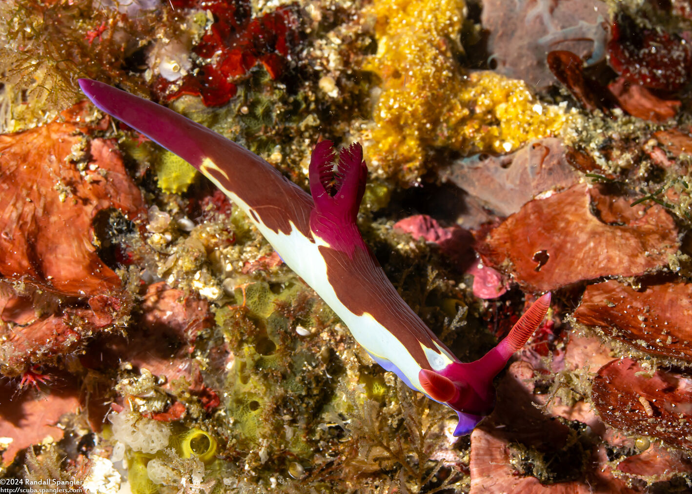 Nembrotha chamberlaini (Chamberlain's Nembrotha)