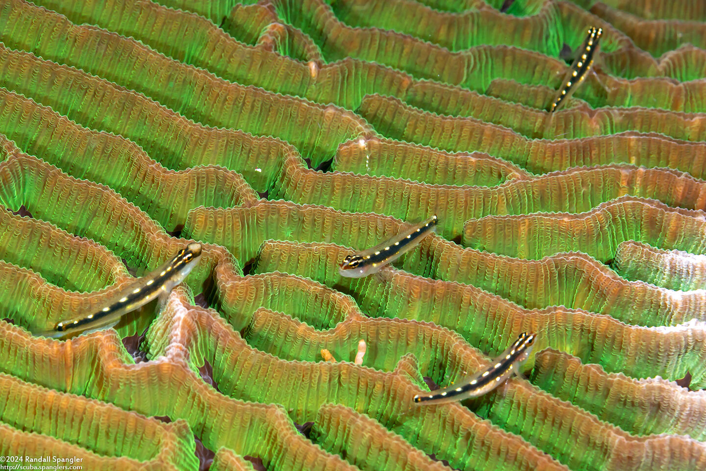 Eviota sebreei (Striped Dwarfgoby)