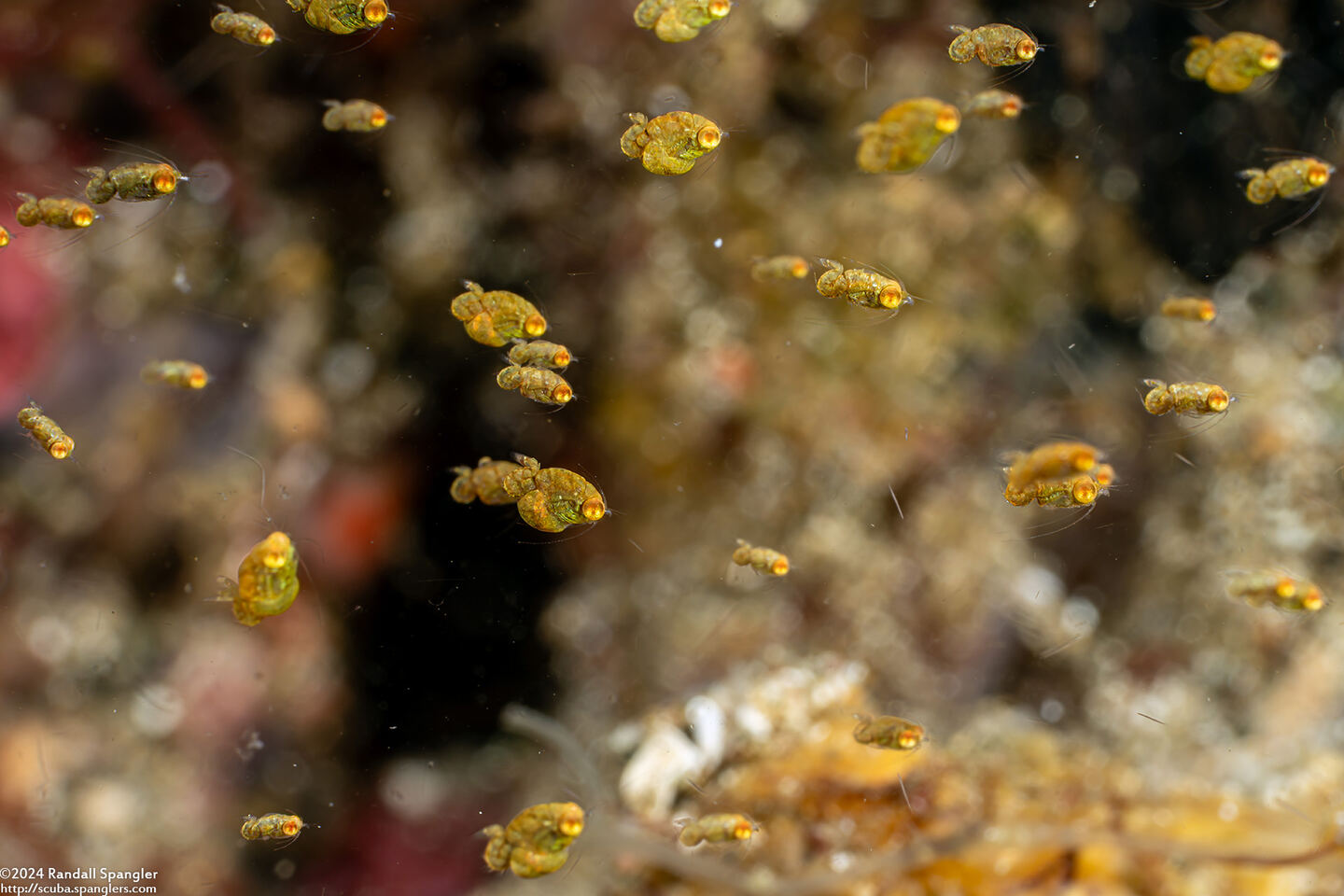 Idiomysis sp.1 (Hovering Opossum Shrimp)