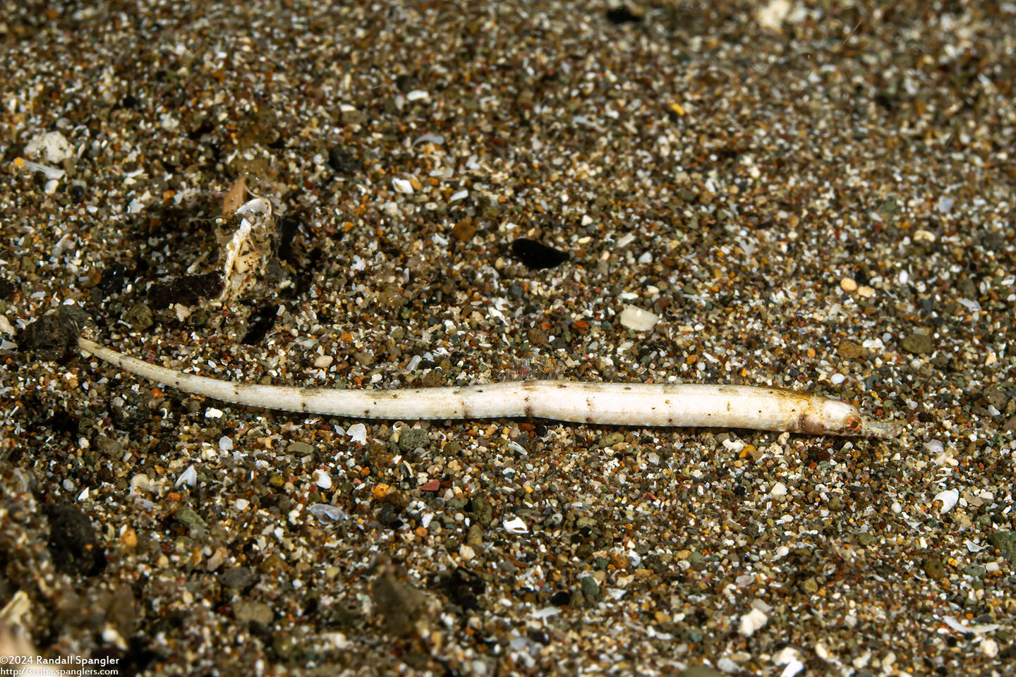 Festucalex kulbickii (Kulbicki’s Pipefish)