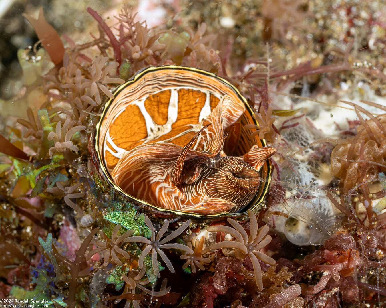 Thylacodes grandis (Grand Coral Worm Snail)