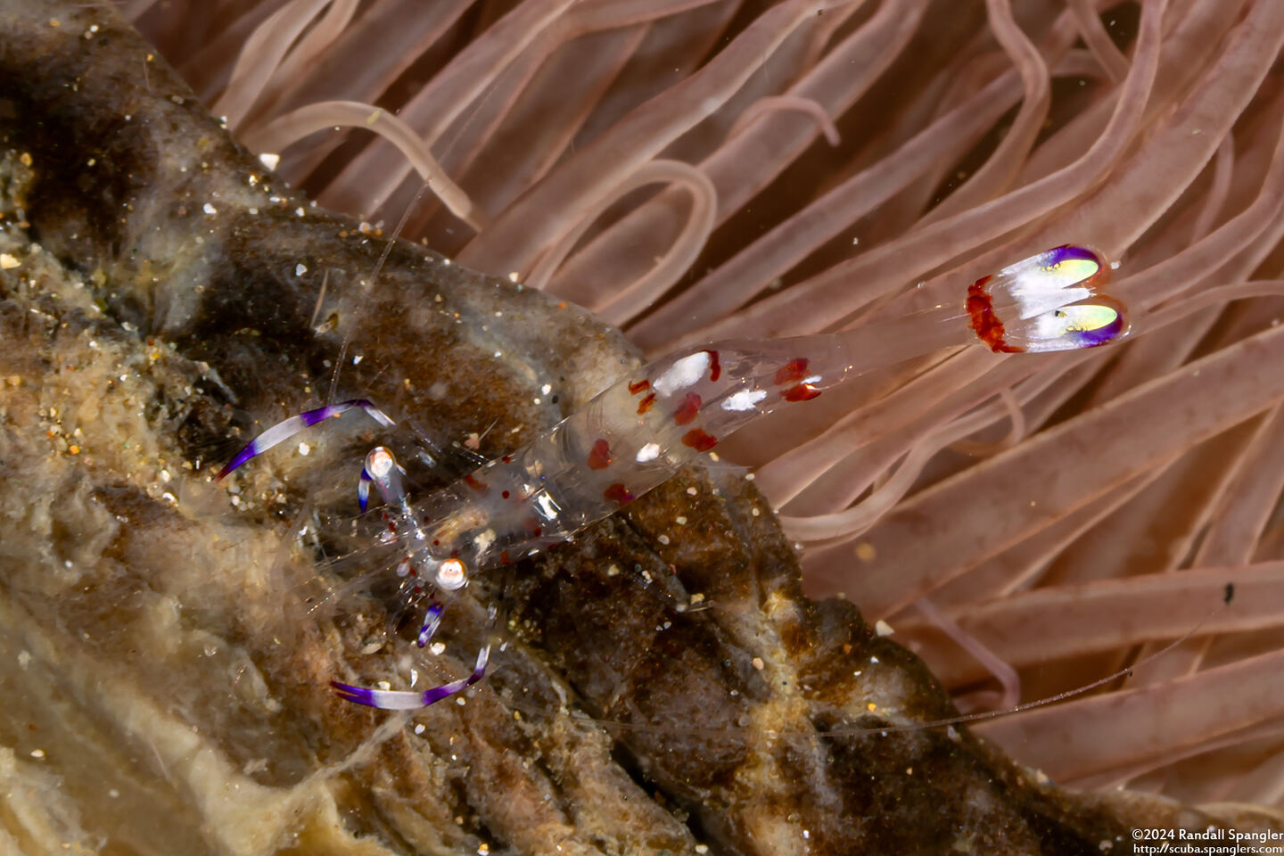 Ancylomenes holthuisi (Holthuis' Anemone Shrimp)