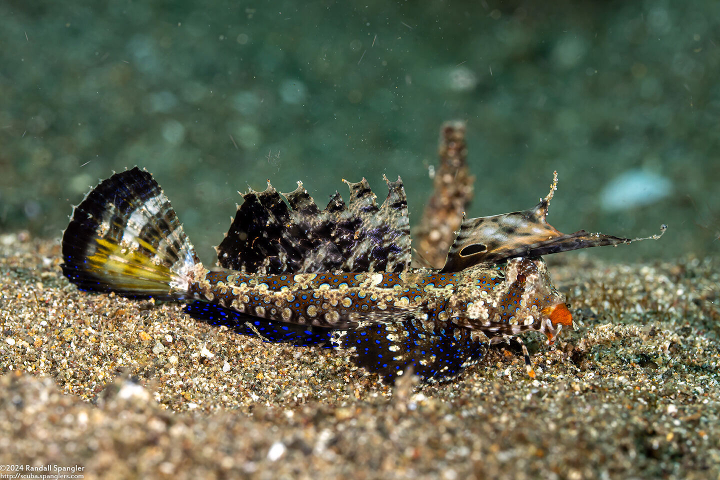 Dactylopus kuiteri (Orange & Black Dragonet)