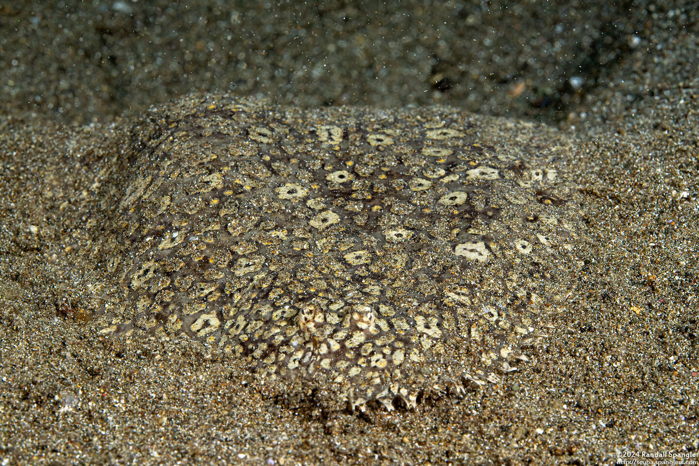Pardachirus pavoninus (Peacock Sole)