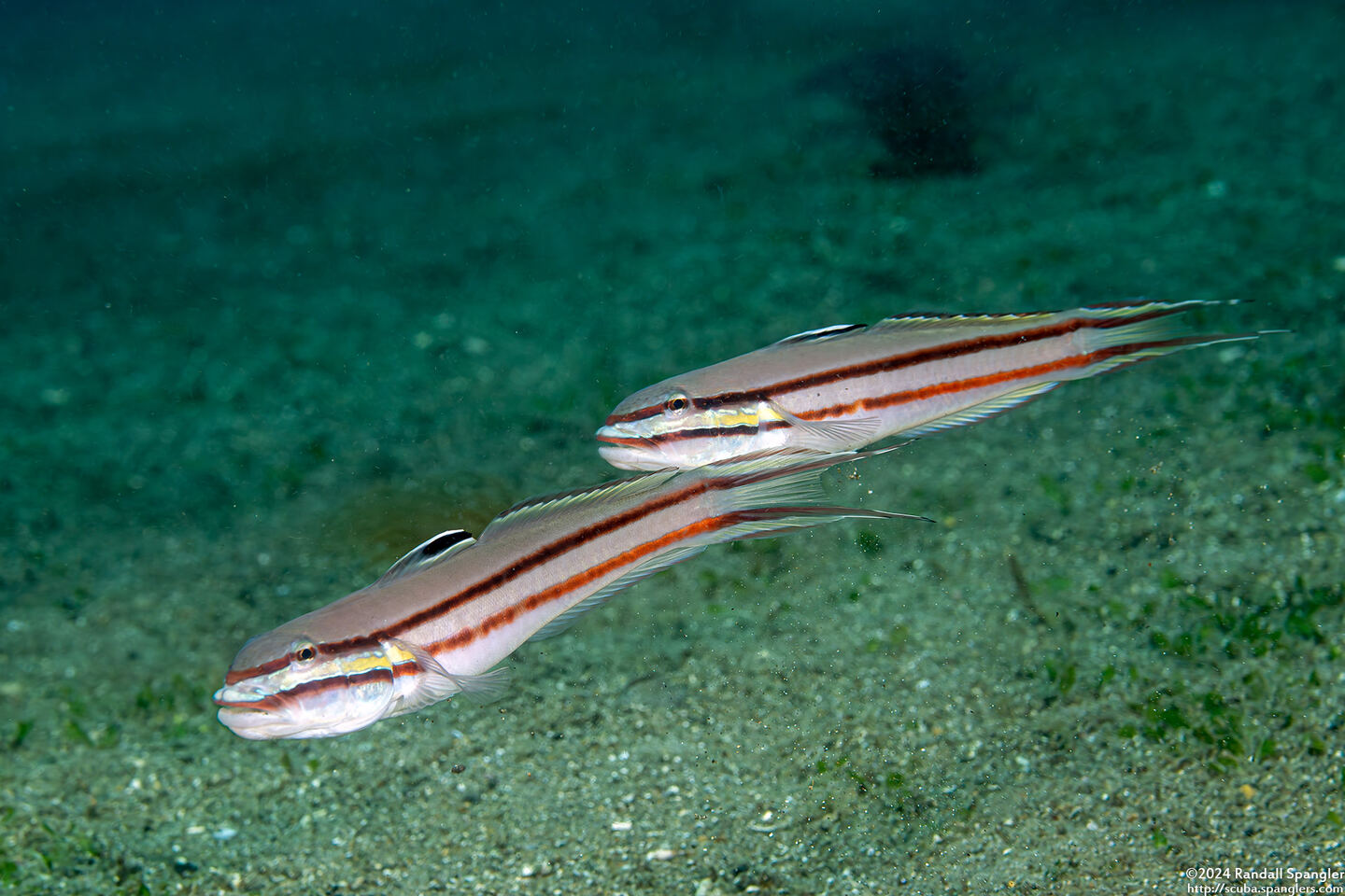 Valenciennea helsdingenii (Twostripe Goby)