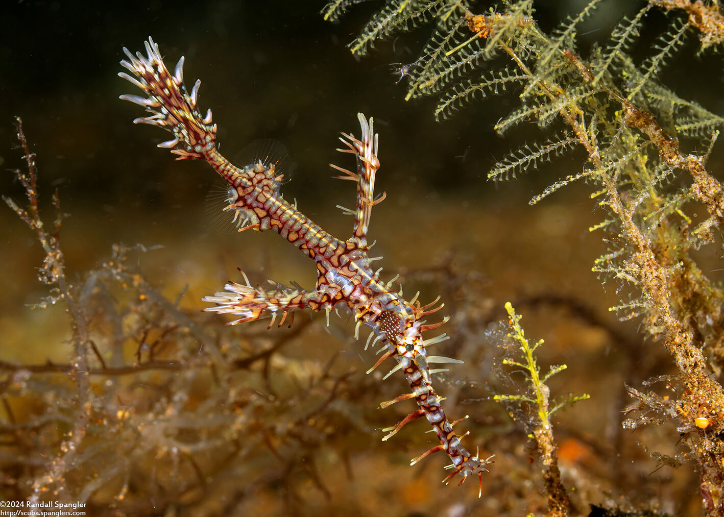 Solenostomus paradoxus (Ornate Ghost Pipefish)