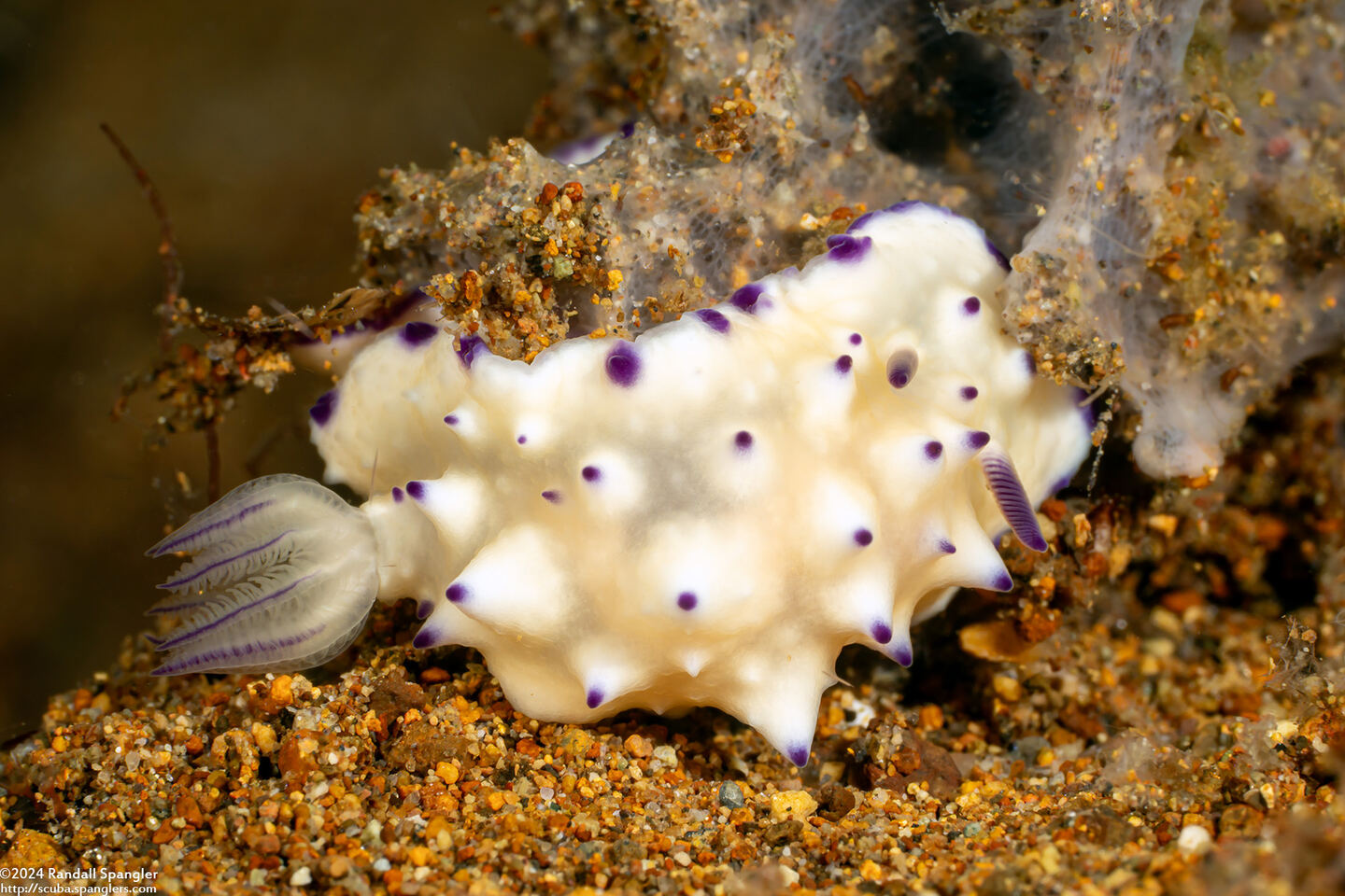 Mexichromis multituberculata (Bumpy Mexichromis)