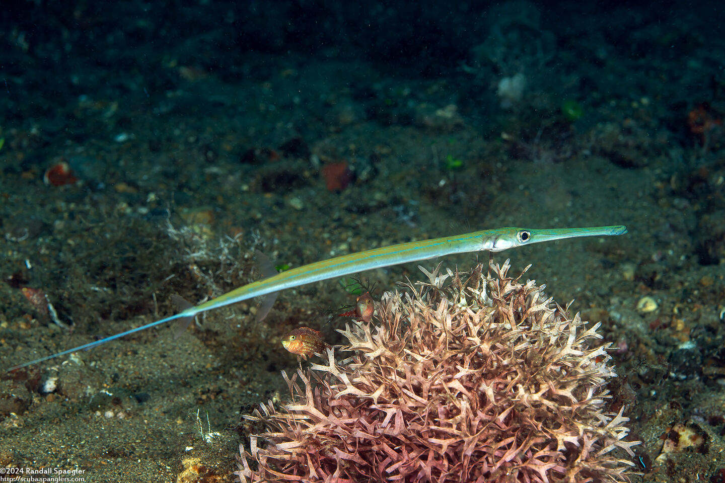 Fistularia commersonii (Bluespotted Cornetfish)