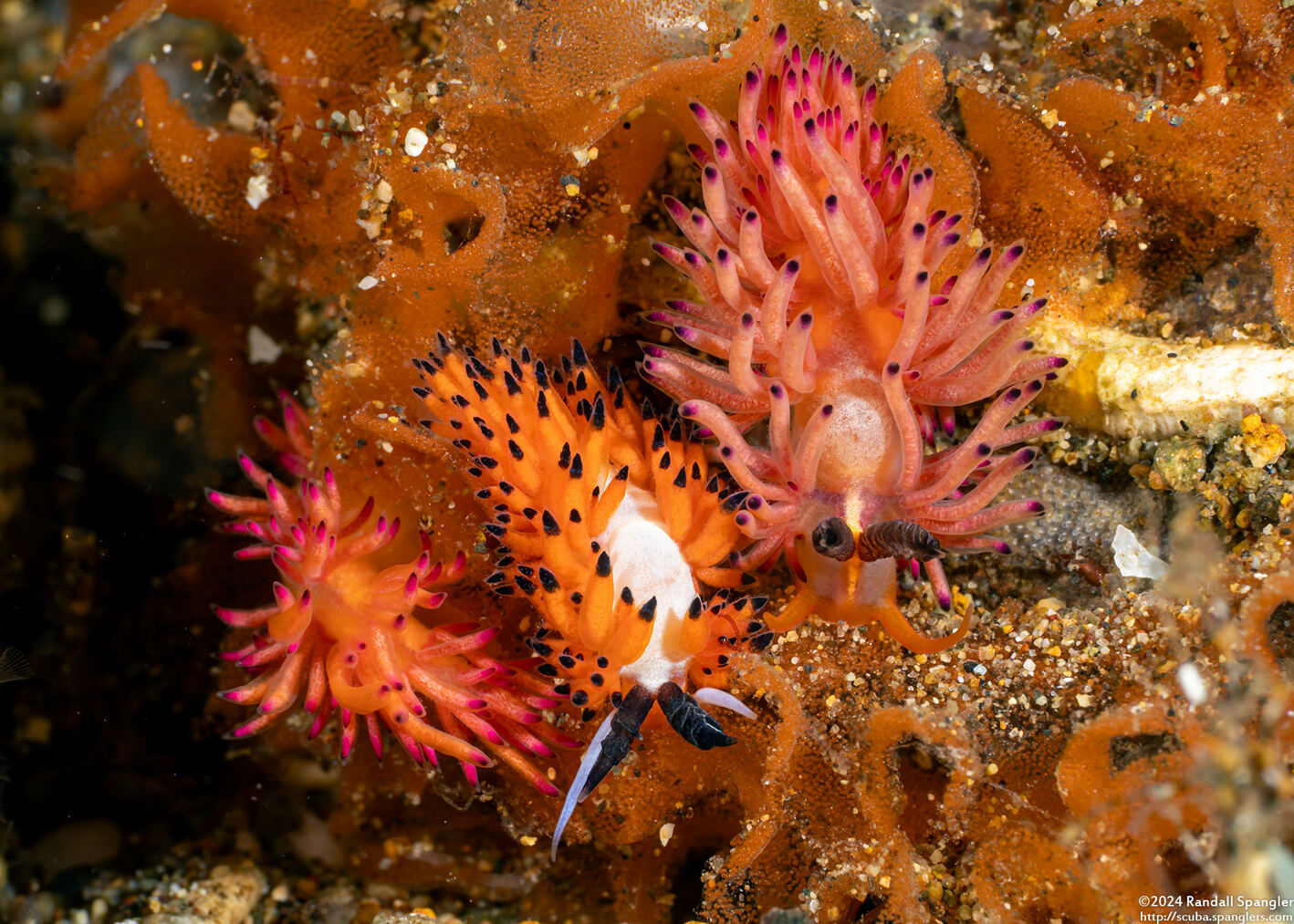 Favorinus mirabilis (Wonderful Favorinus)