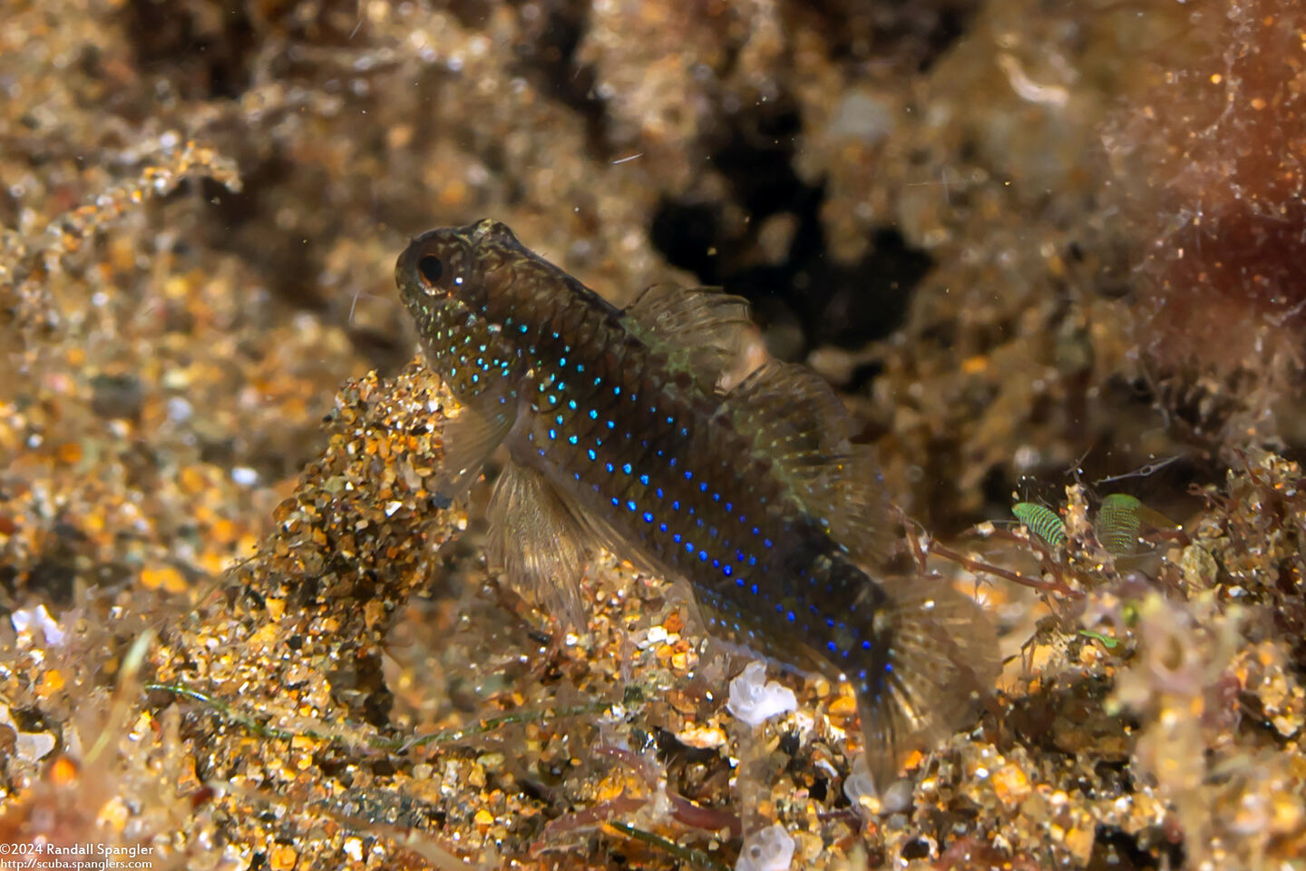 Asterropteryx striata (Striped Goby)