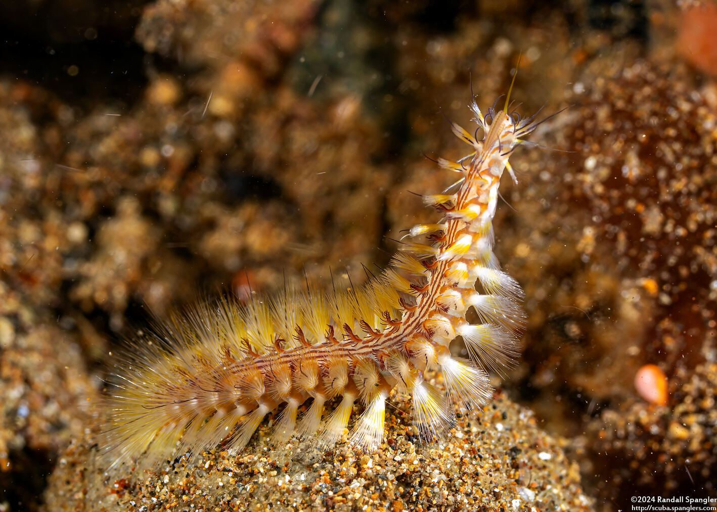 Chloeia fusca (Darklined Fireworm)