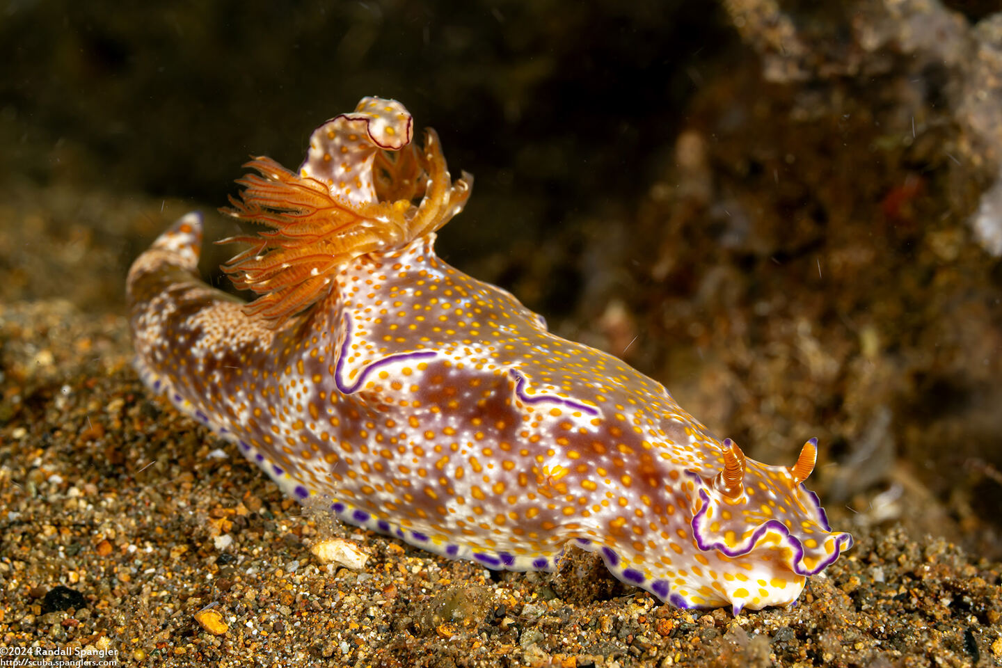 Ceratosoma tenue (Many-Lobed Ceratosoma)