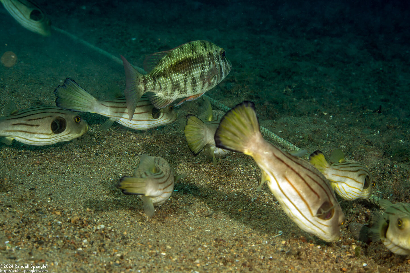 Arothron manilensis (Striped Puffer); Feeding on sand turned over by the anchor line