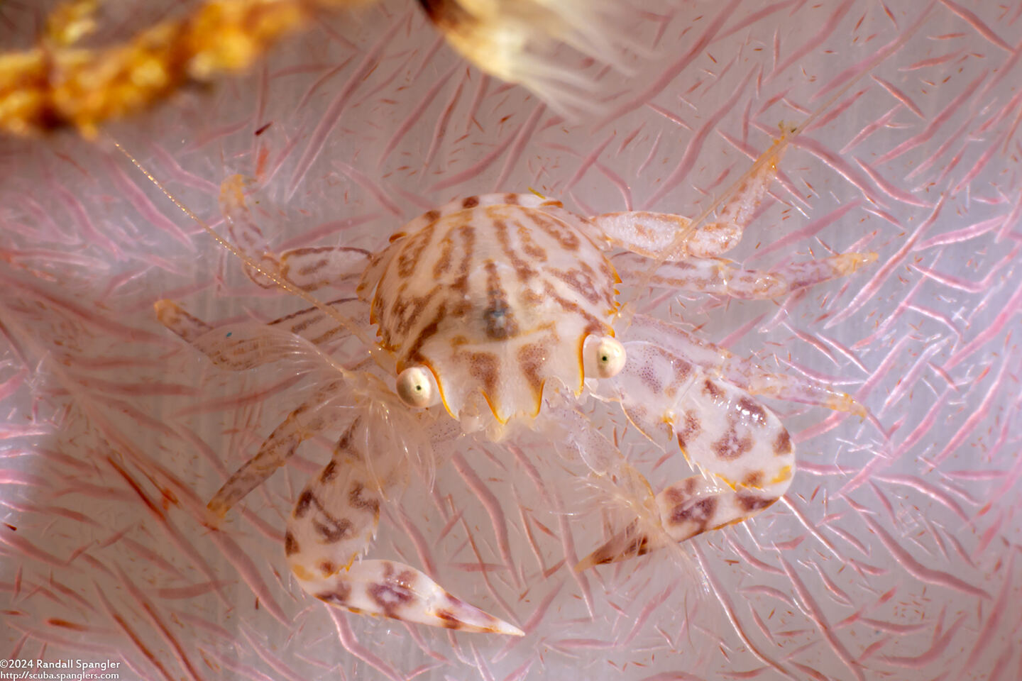 Lissoporcellana quadrilobata (Four-Lobed Porcelain Crab)