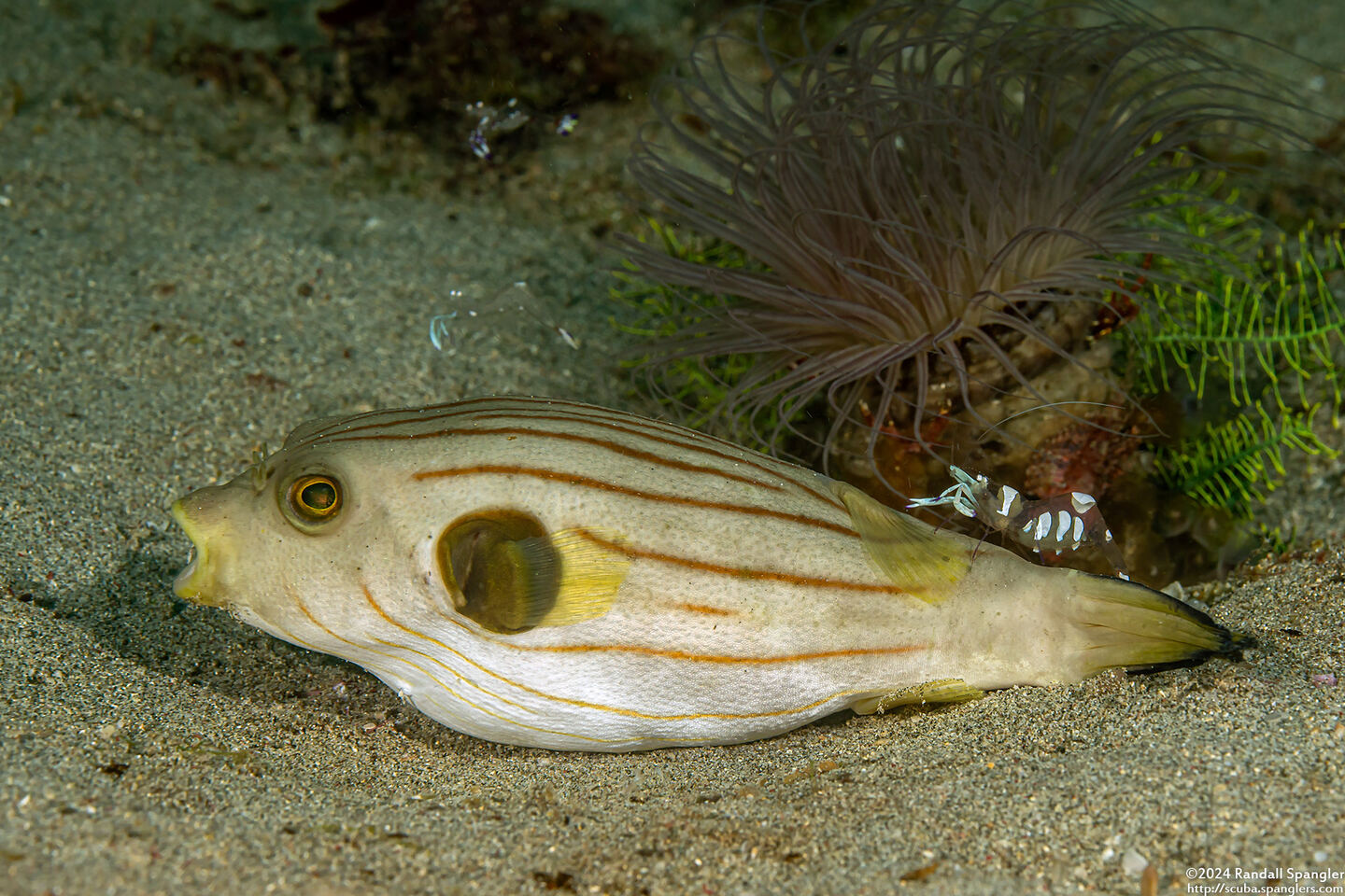 Arothron manilensis (Striped Puffer); Shrimp cleaning puffer