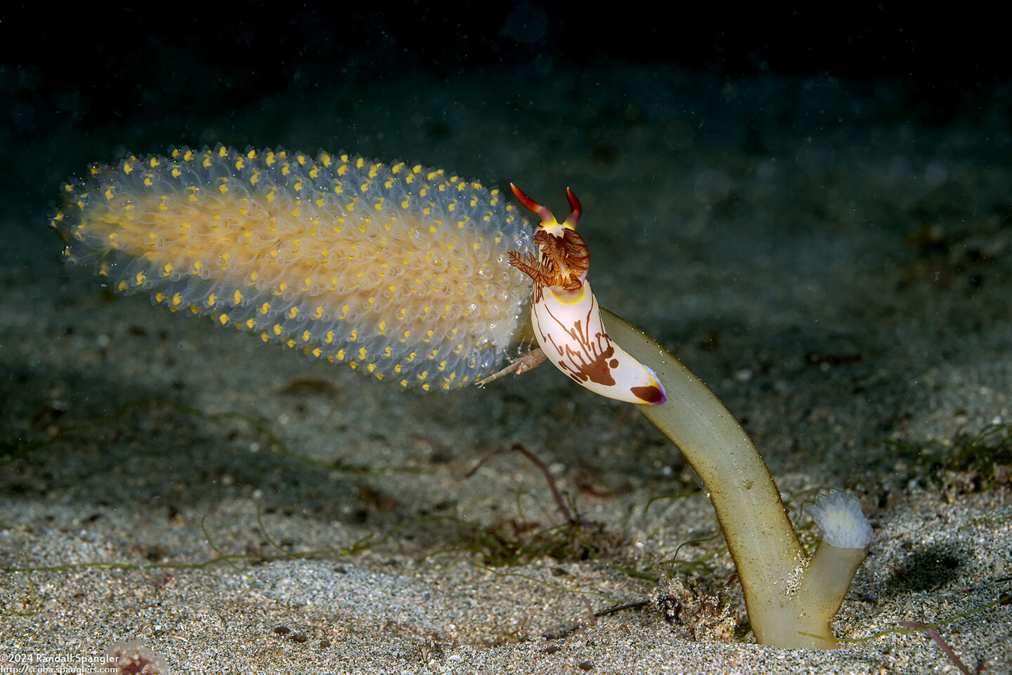 Nembrotha lineolata (Lined Nembrotha)