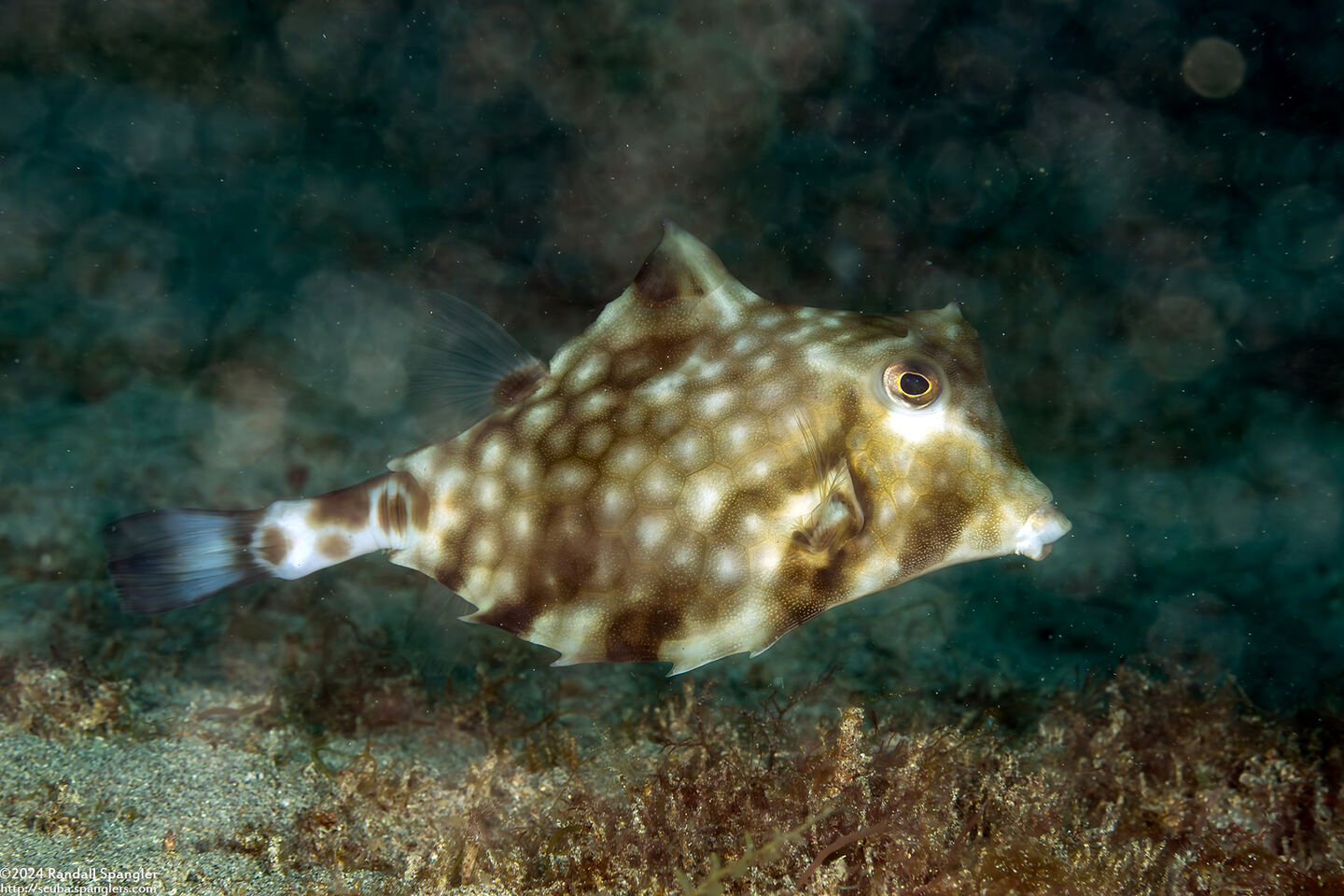 Tetrosomus gibbosus (Humpback Turretfish)
