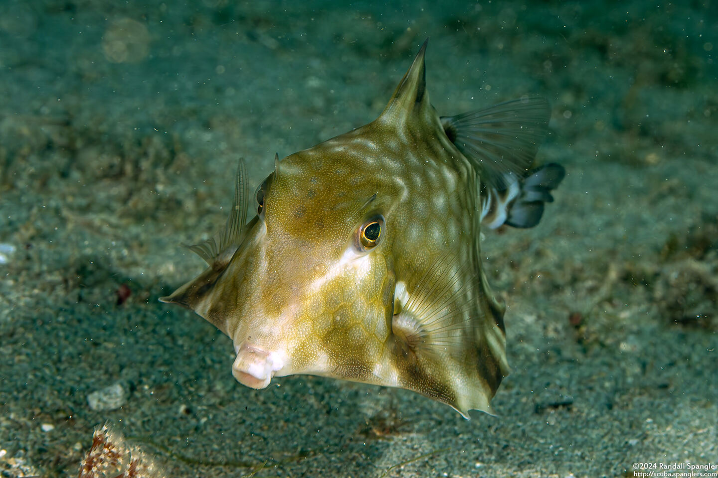 Tetrosomus gibbosus (Humpback Turretfish)