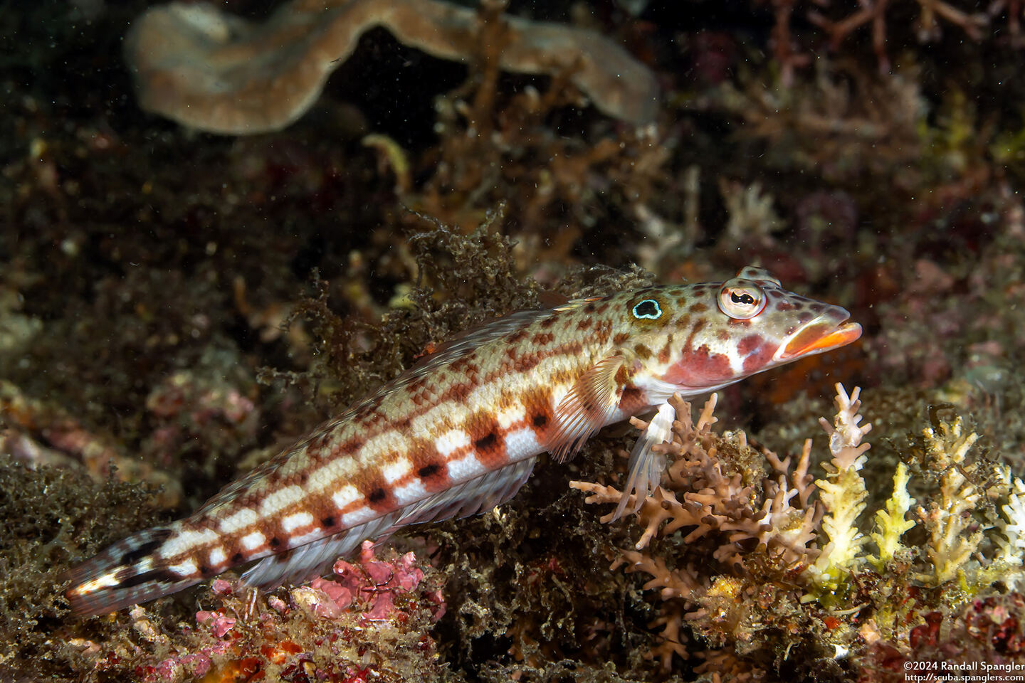 Parapercis clathrata (Latticed Sandperch)