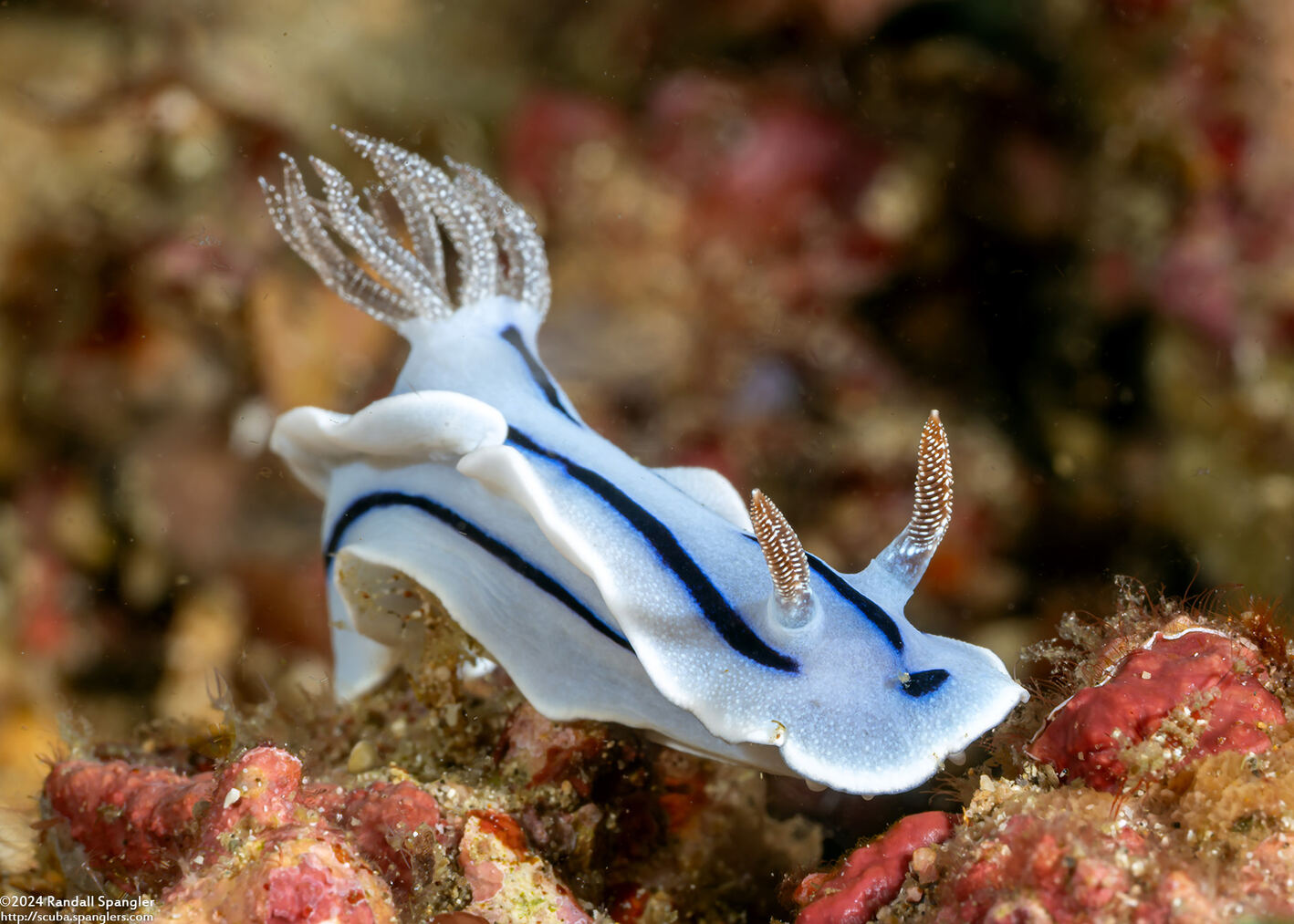 Chromodoris willani (Willan's Chromodoris)