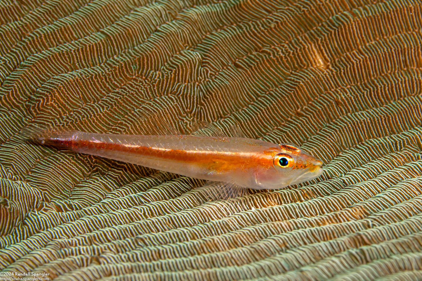 Pleurosicya micheli (Stonycoral Ghostgoby)