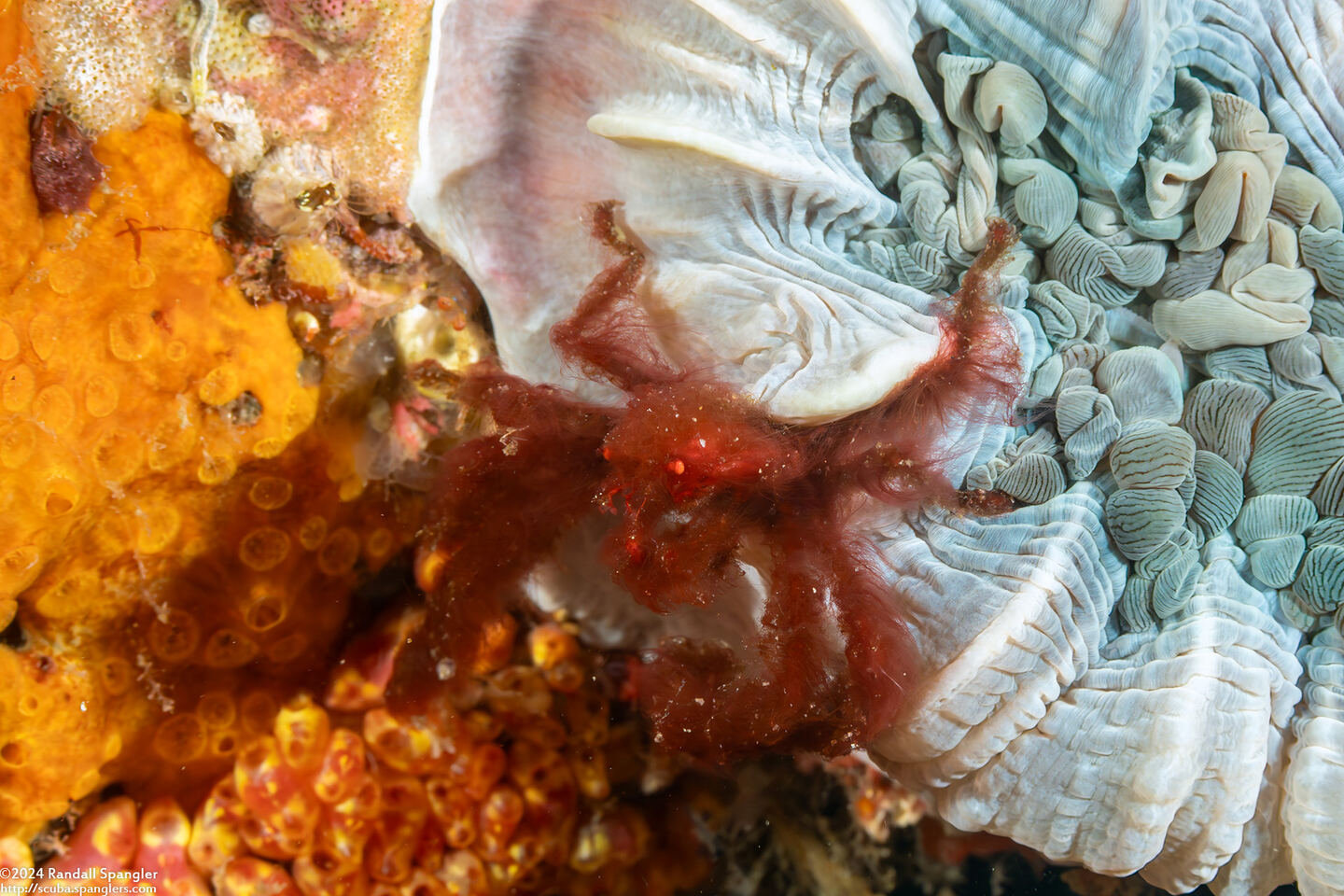 Oncinopus sp.1 (Orangutan Crab)