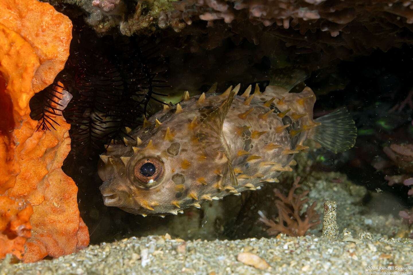 Cyclichthys orbicularis (Orbicular Burrfish)