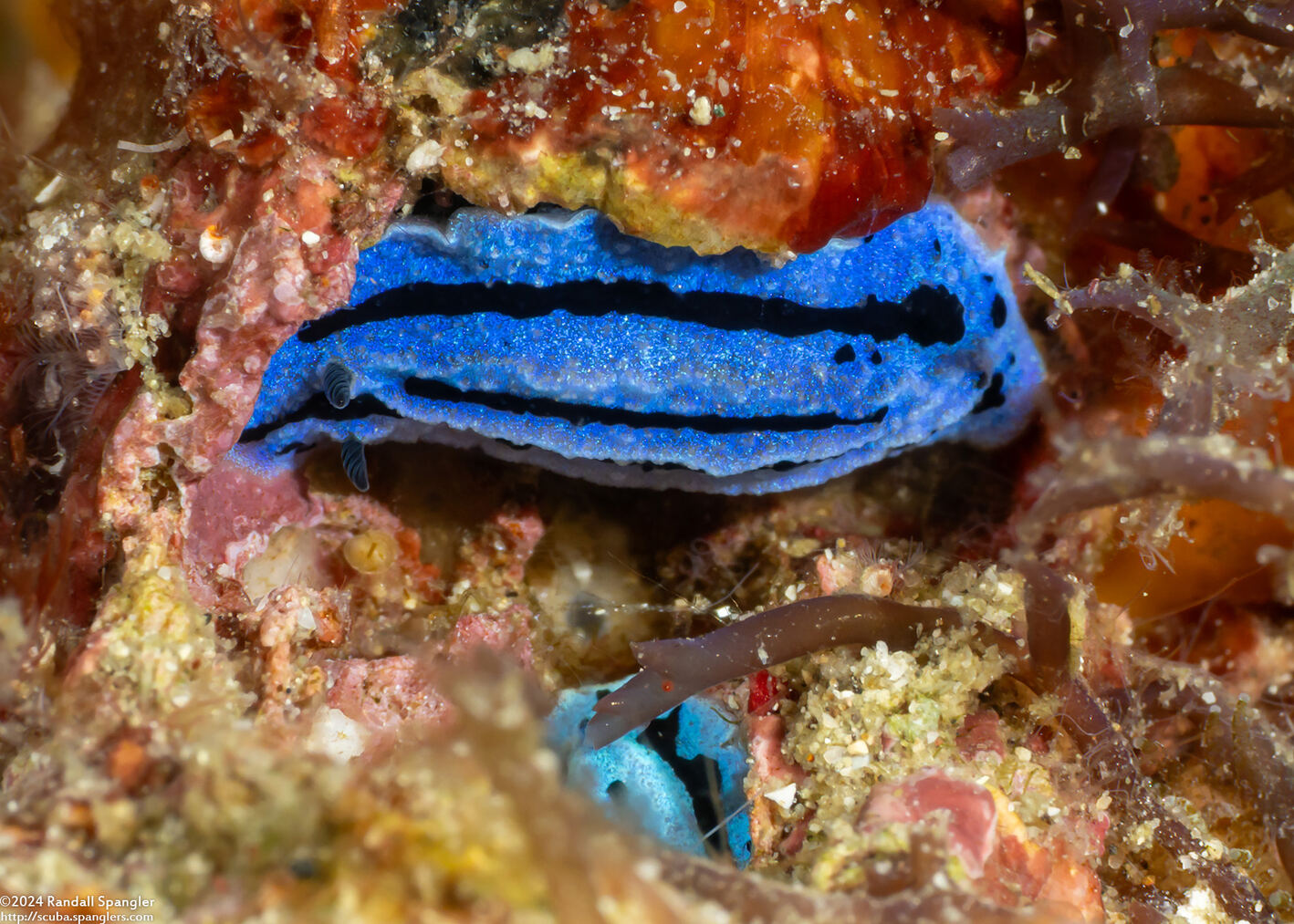 Phyllidiopsis annae (Anne's Phyllidiopsis)