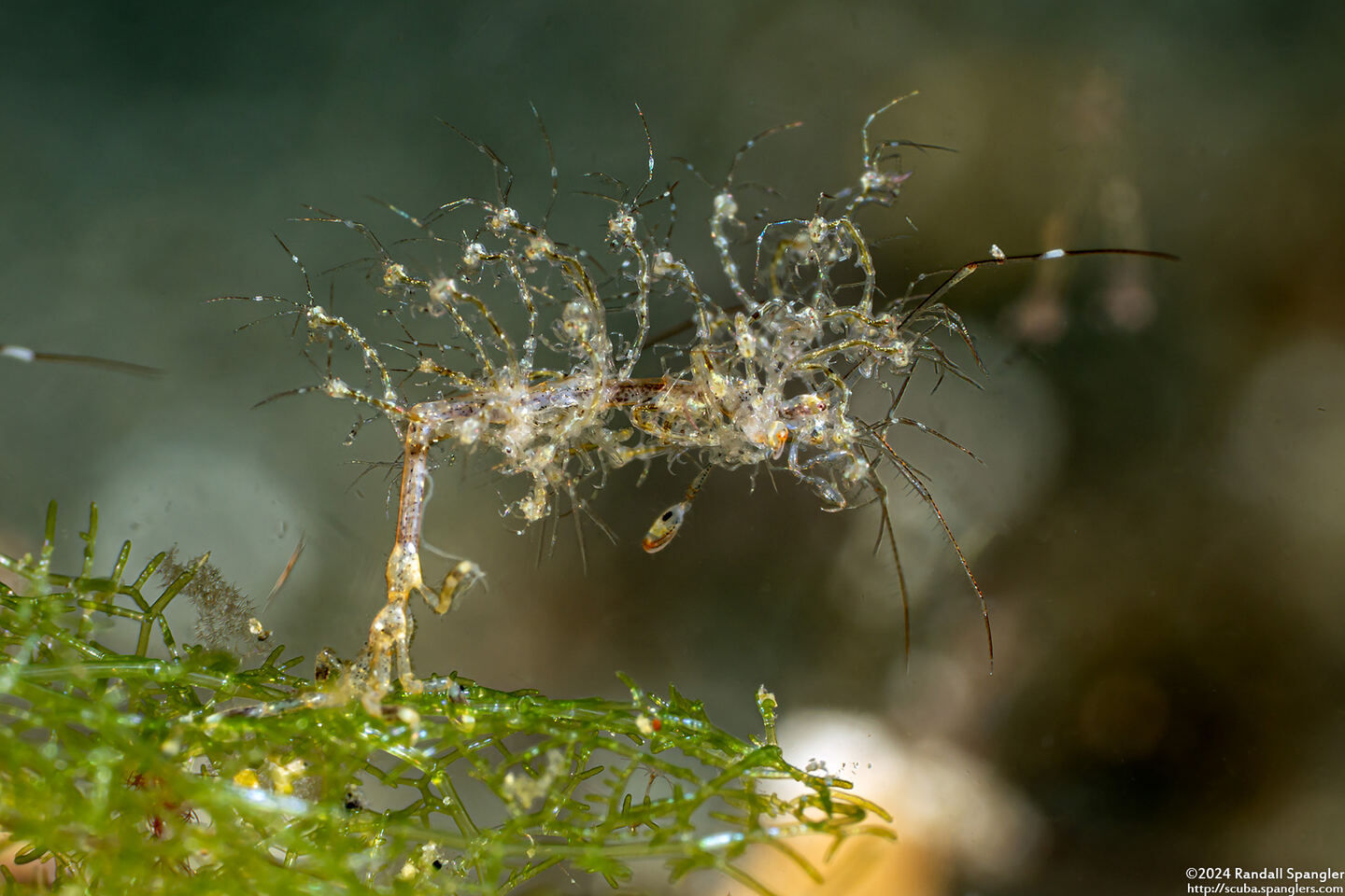 Caprella sp.1 (Skeleton Shrimp); Carrying young