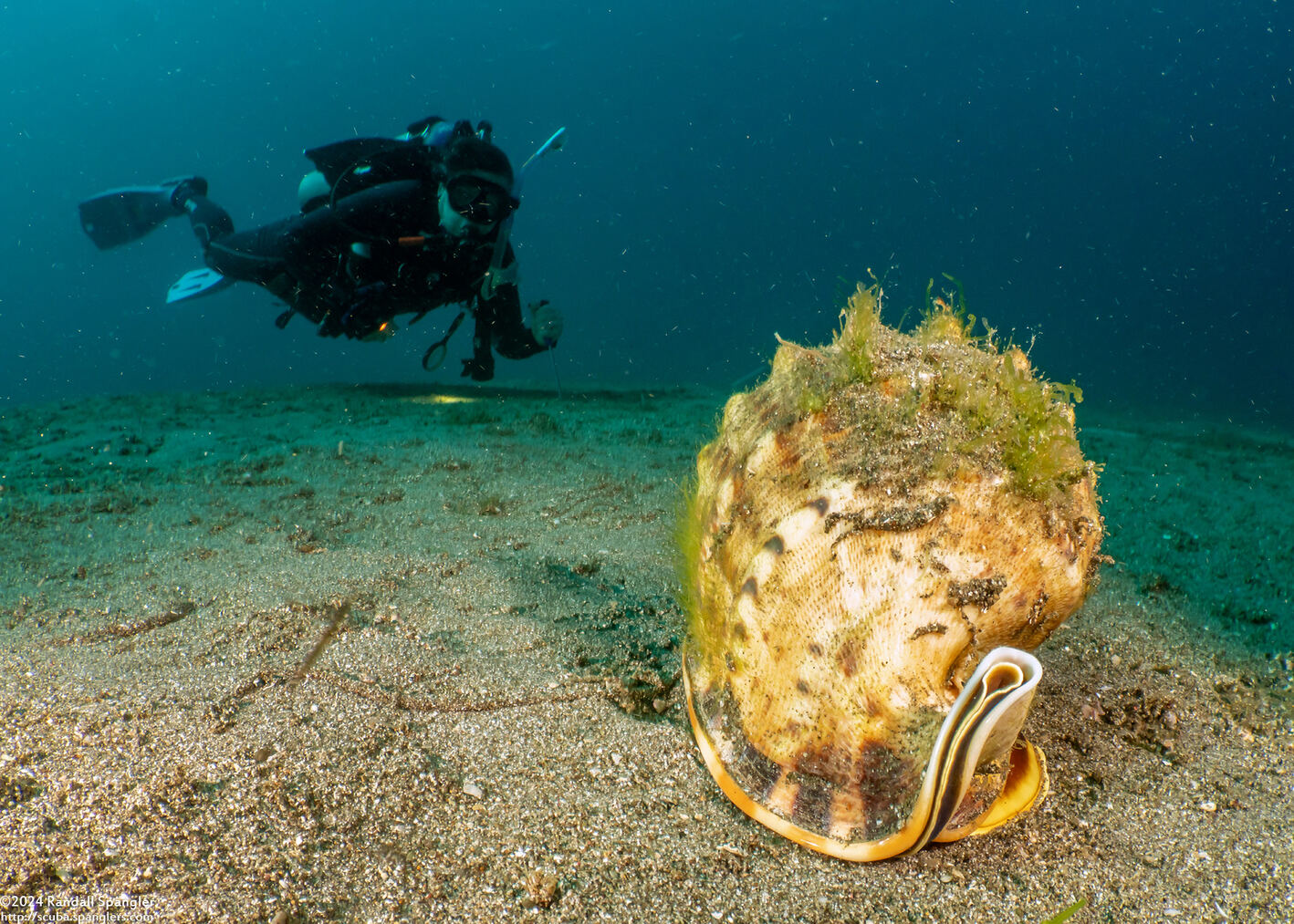 Cassis cornuta (Horned Helmet)