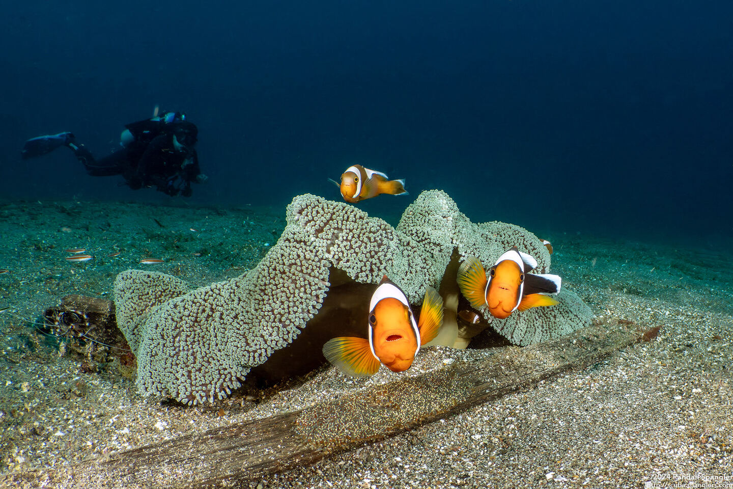 Amphiprion polymnus (Saddleback Anemonefish)