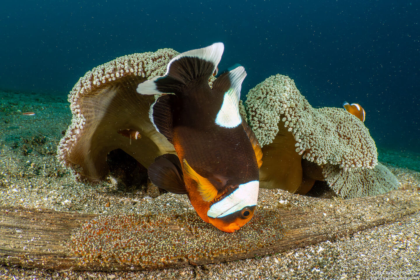 Amphiprion polymnus (Saddleback Anemonefish)