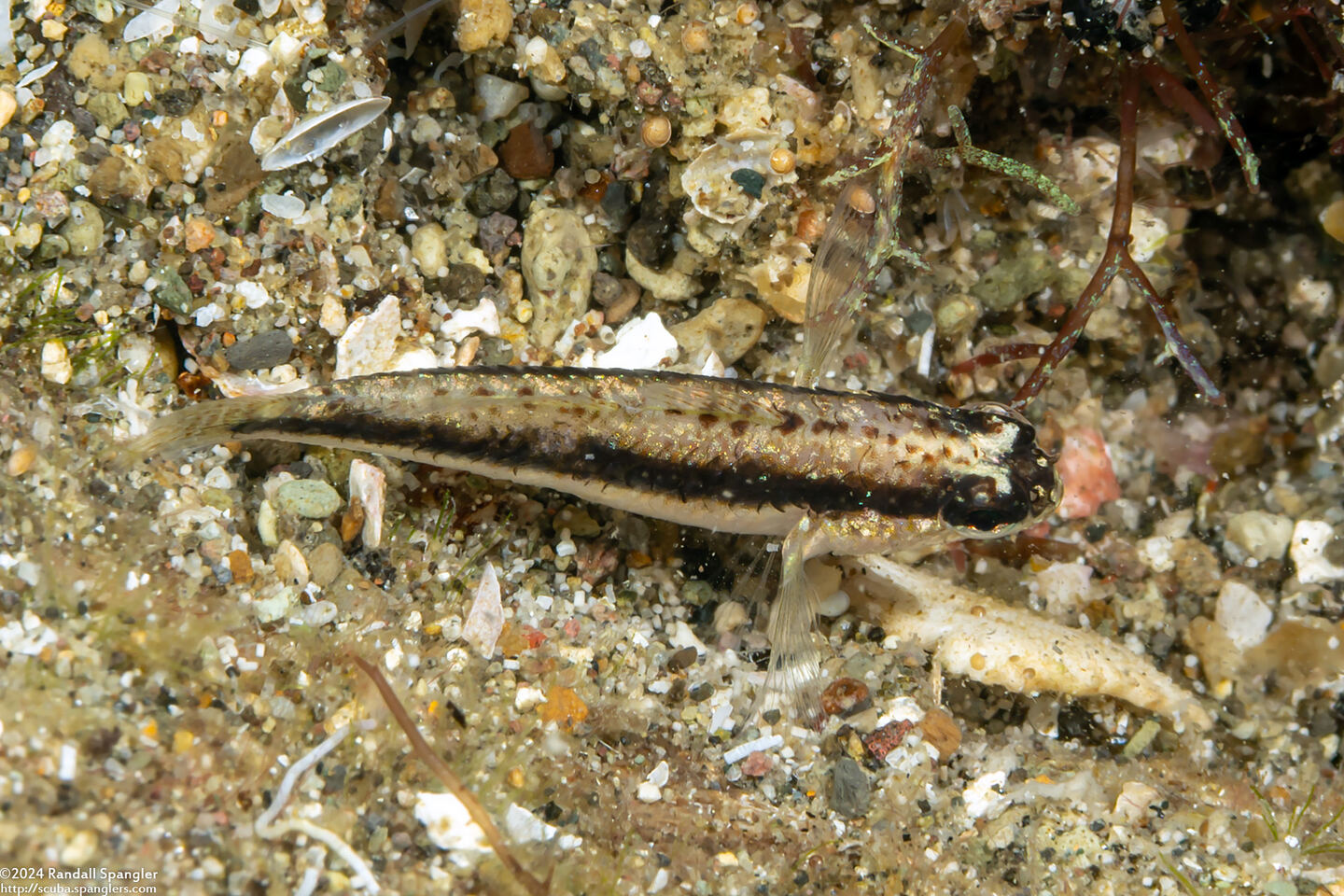Asterropteryx striata (Striped Goby)