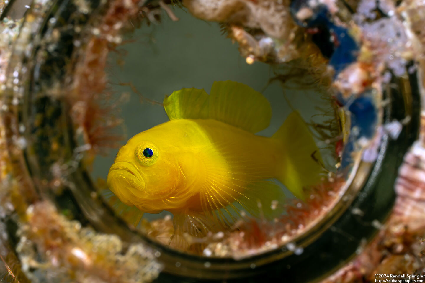 Lubricogobius exiguus (Ornate Goby)