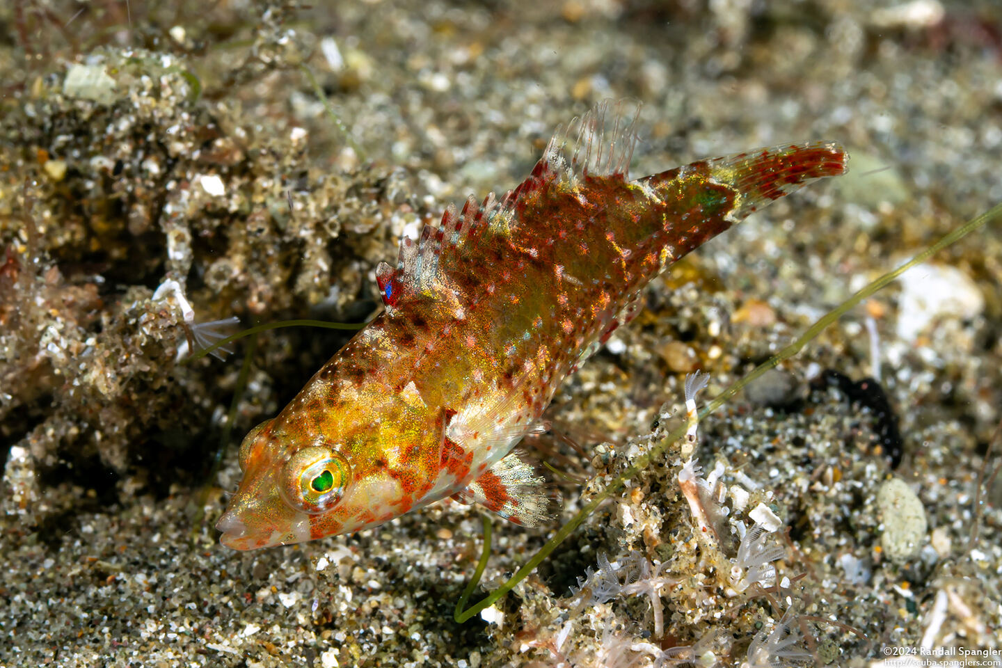 Oxycheilinus celebicus (Celebes Wrasse)