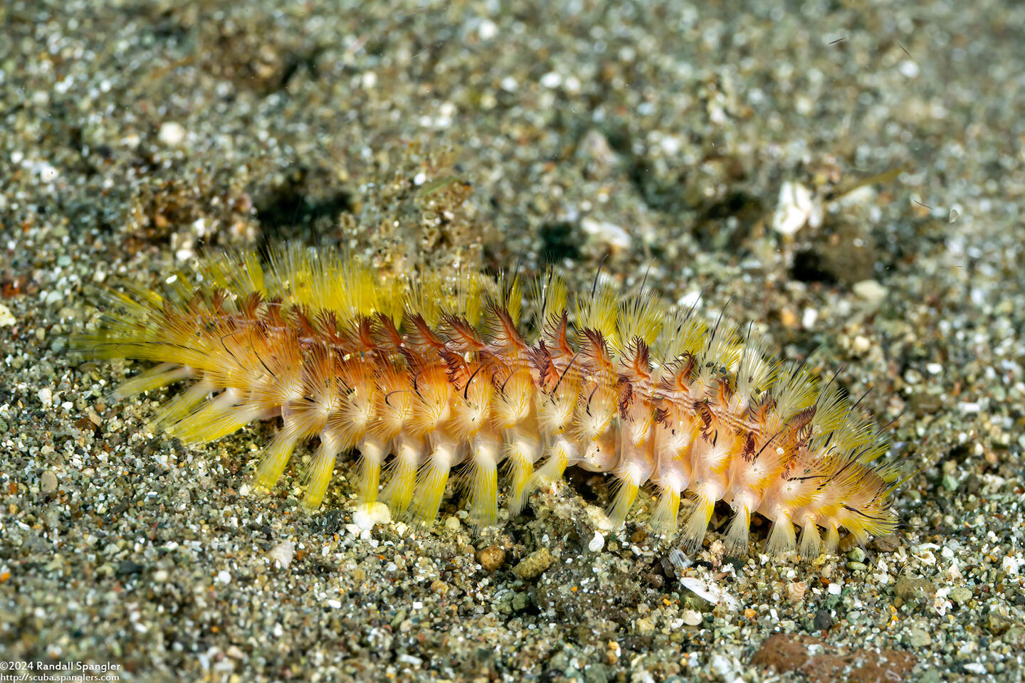 Chloeia fusca (Darklined Fireworm)