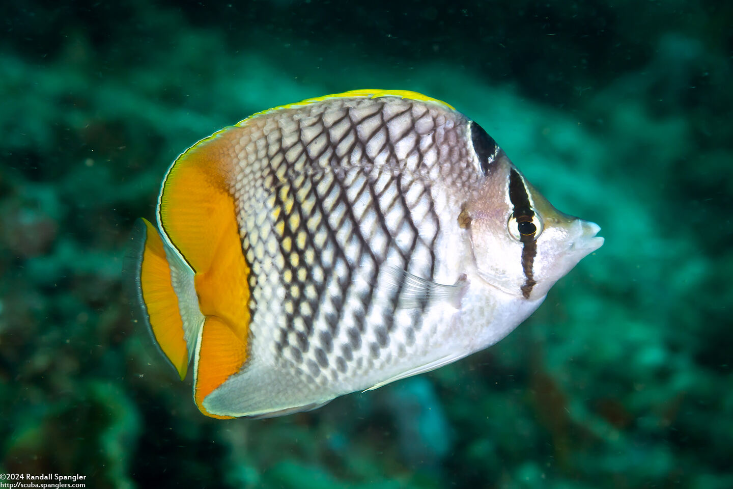 Chaetodon xanthurus (Crosshatch Butterflyfish)