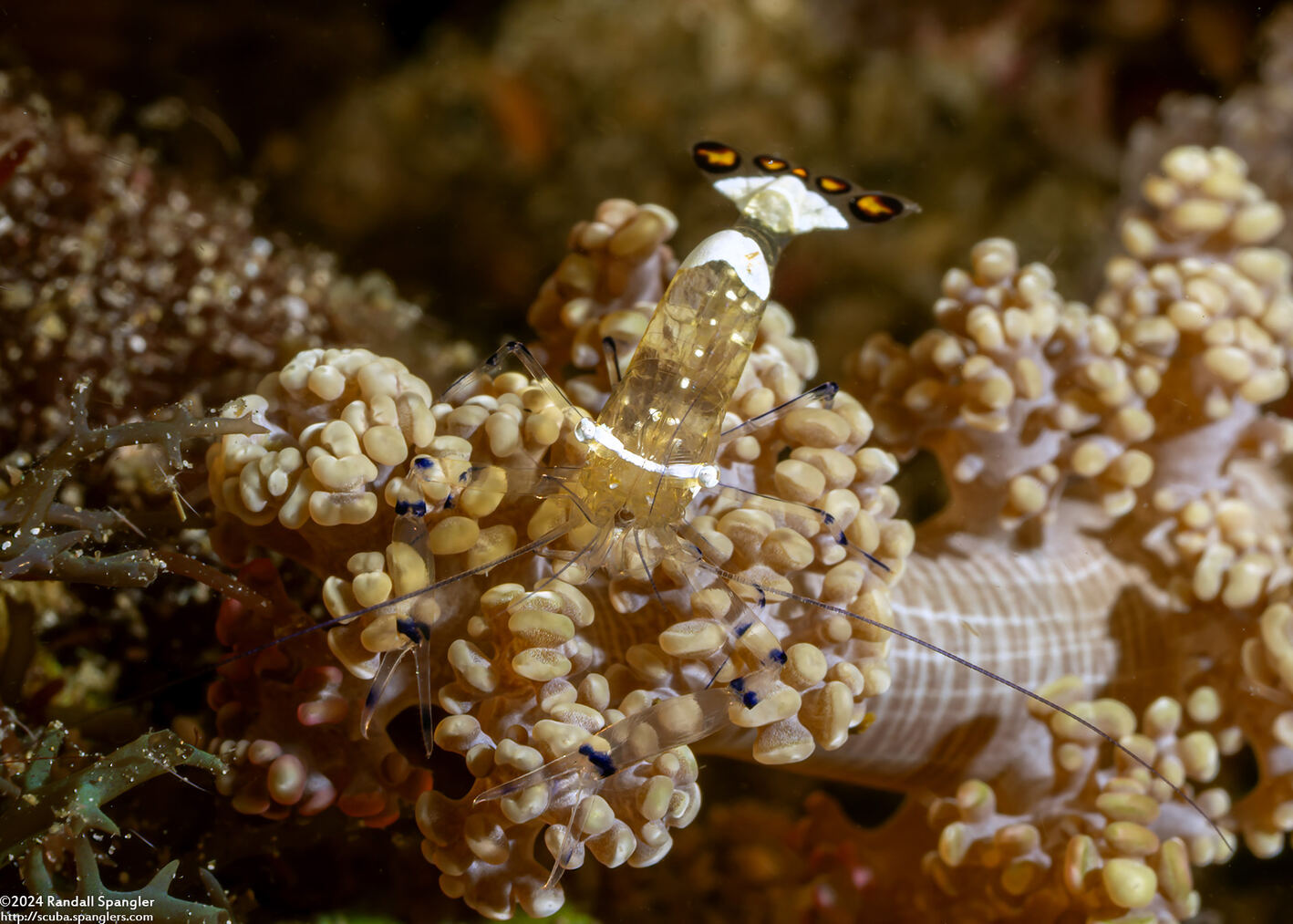 Ancylocaris brevicarpalis (Peacock-Tail Anemone Shrimp)