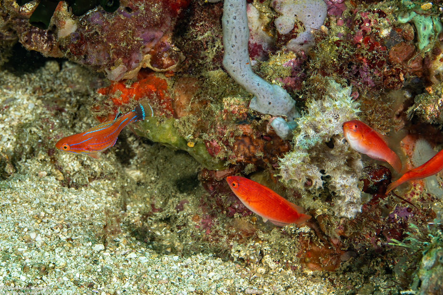Paracheilinus carpenteri (Carpenter's Flasher)