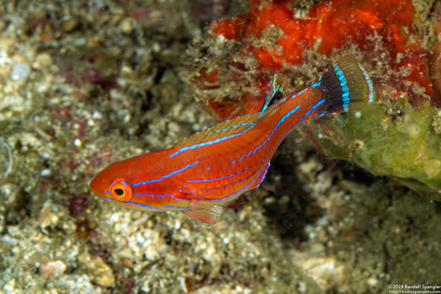 Paracheilinus carpenteri (Carpenter's Flasher)