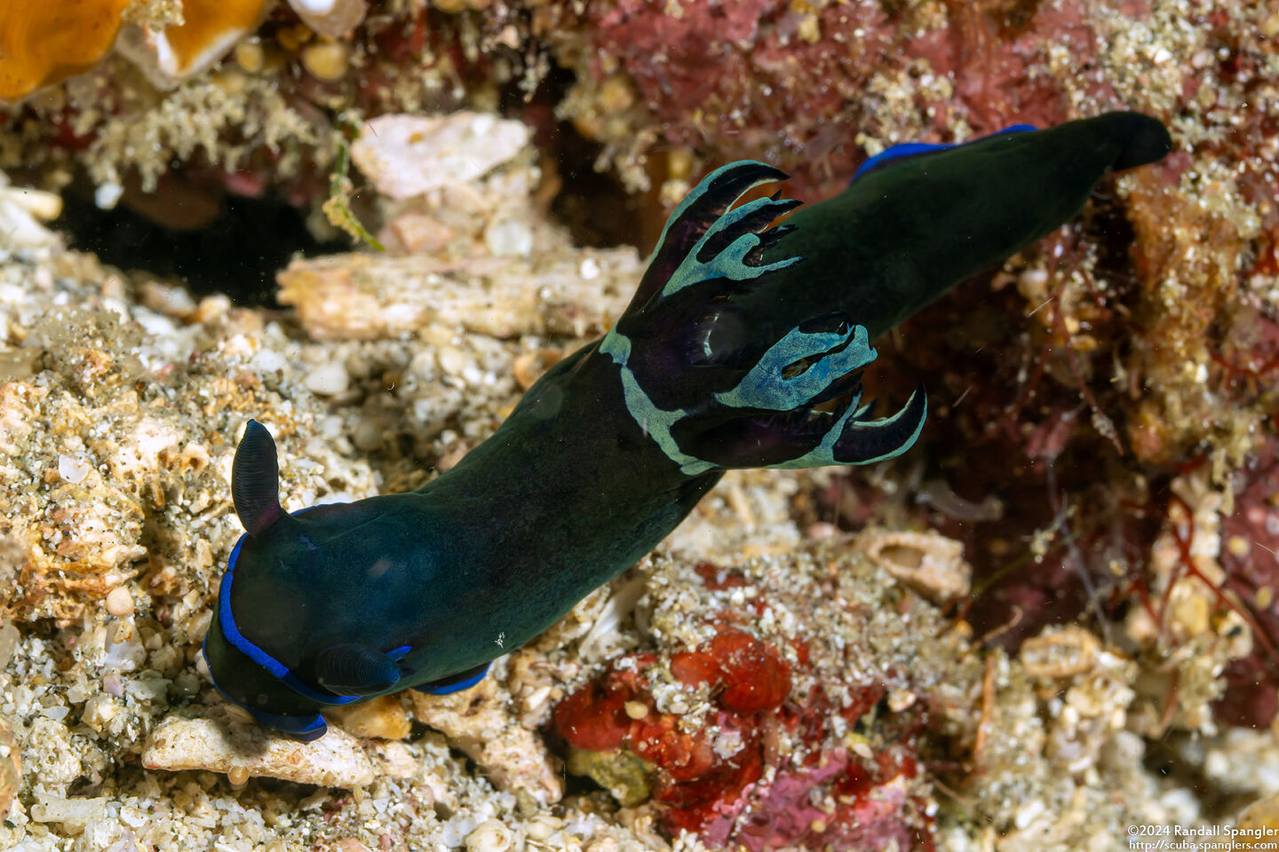 Tambja morosa (Gloomy Nudibranch)
