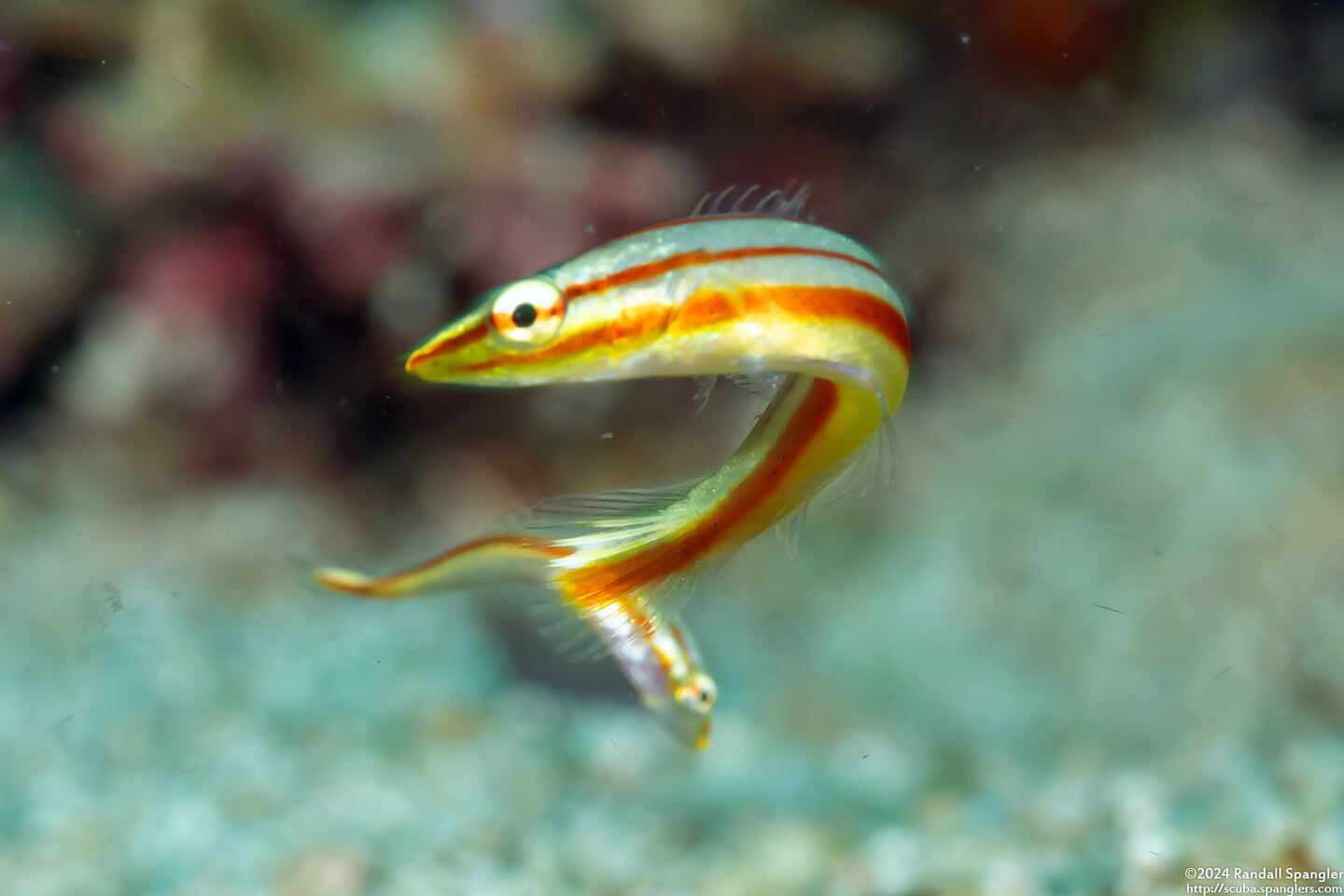 Hologymnosus doliatus (Pastel Ring Wrasse)