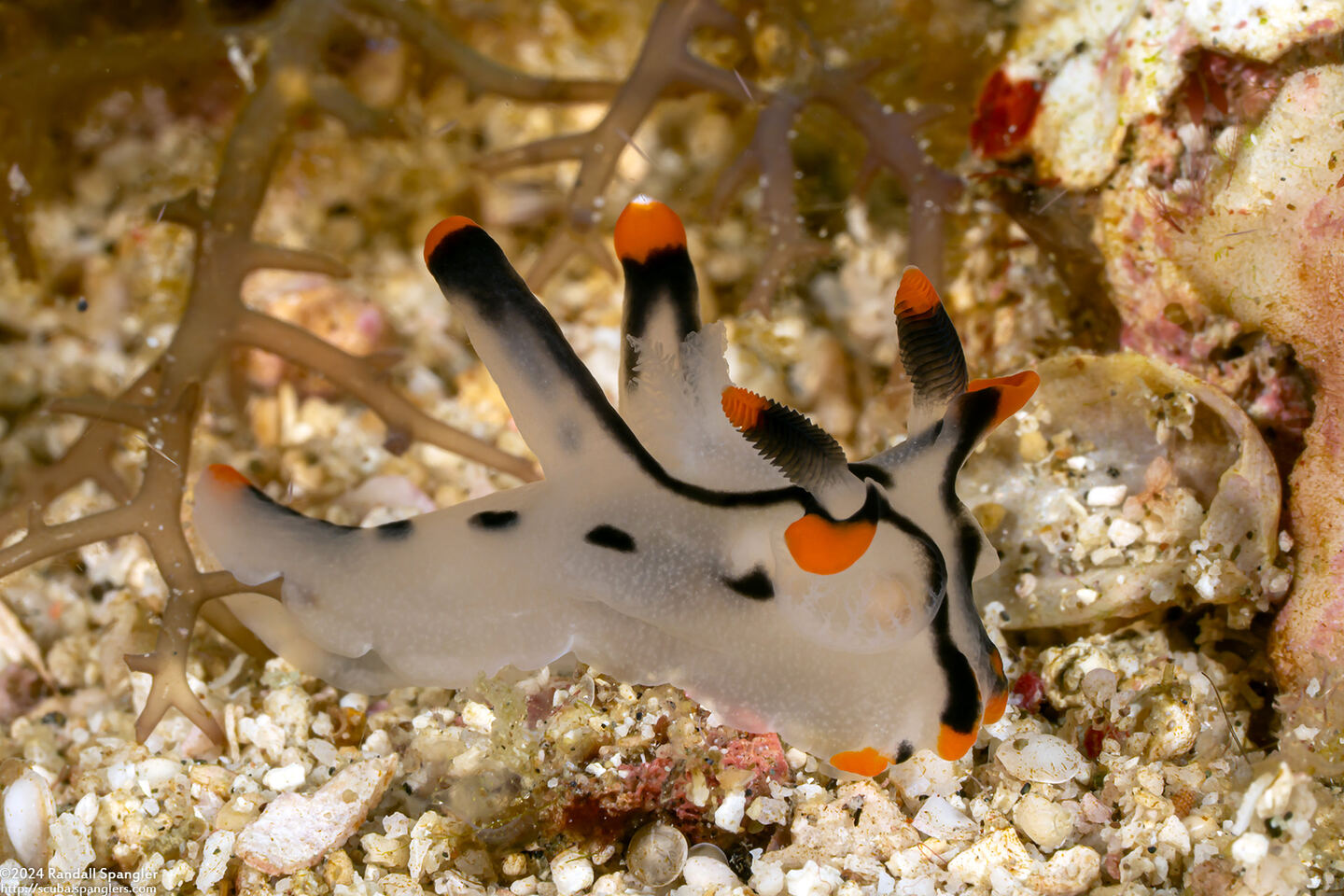 Thecacera picta (Painted Thecacera)