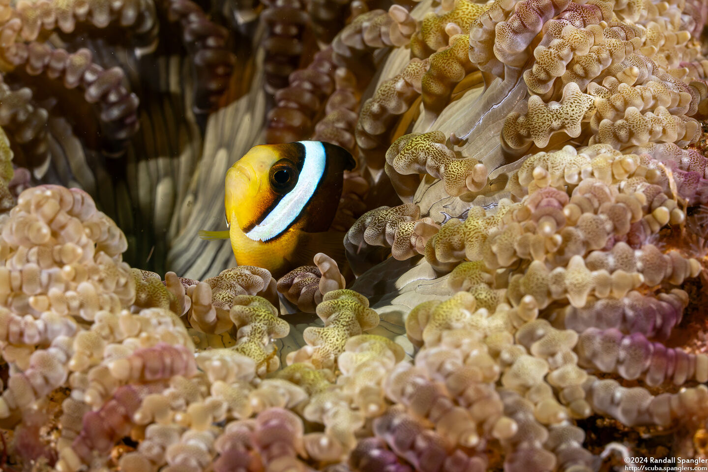 Amphiprion clarkii (Clark's Anemonefish)