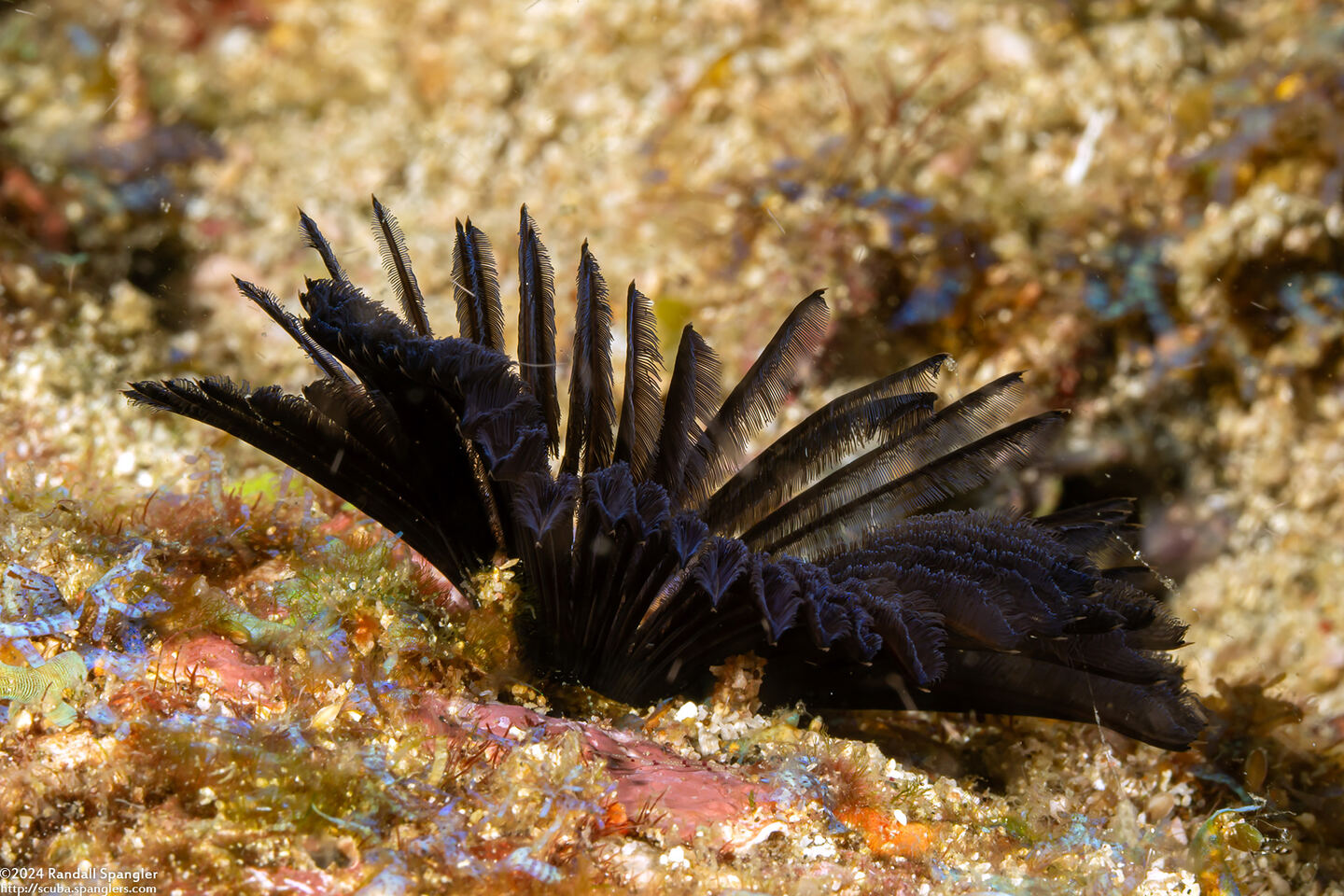 Bispira sp.5 (Bispira sp.5)