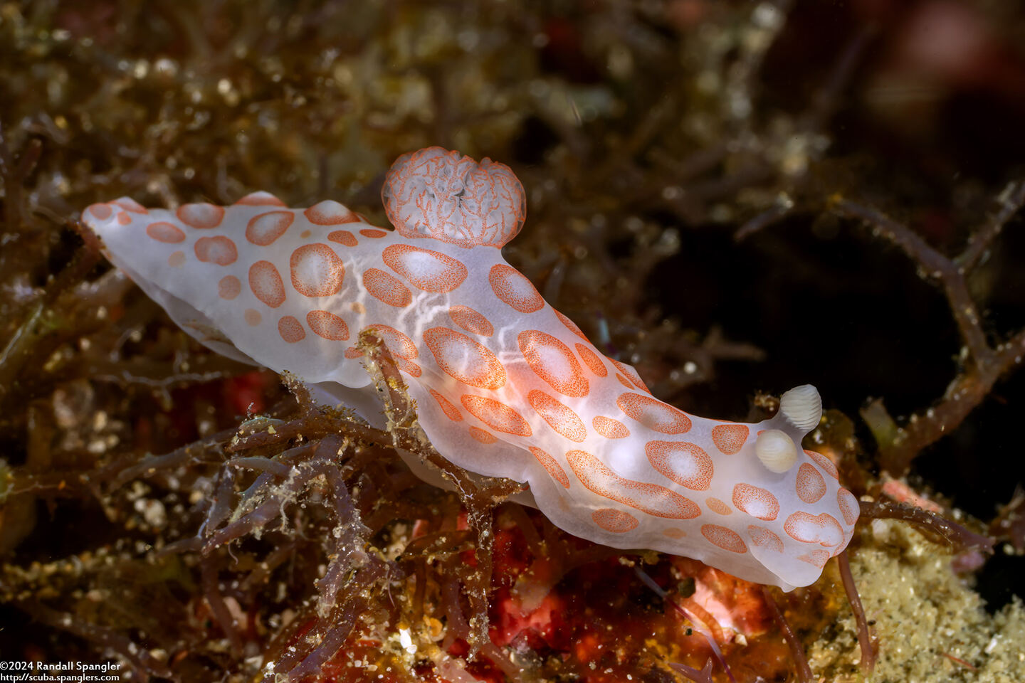 Gymnodoris sp.1 (Pink-Spotted Gymnodoris)